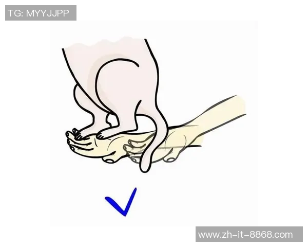 猫用足球的趣味玩法与训练技巧分享让你的猫咪爱上运动